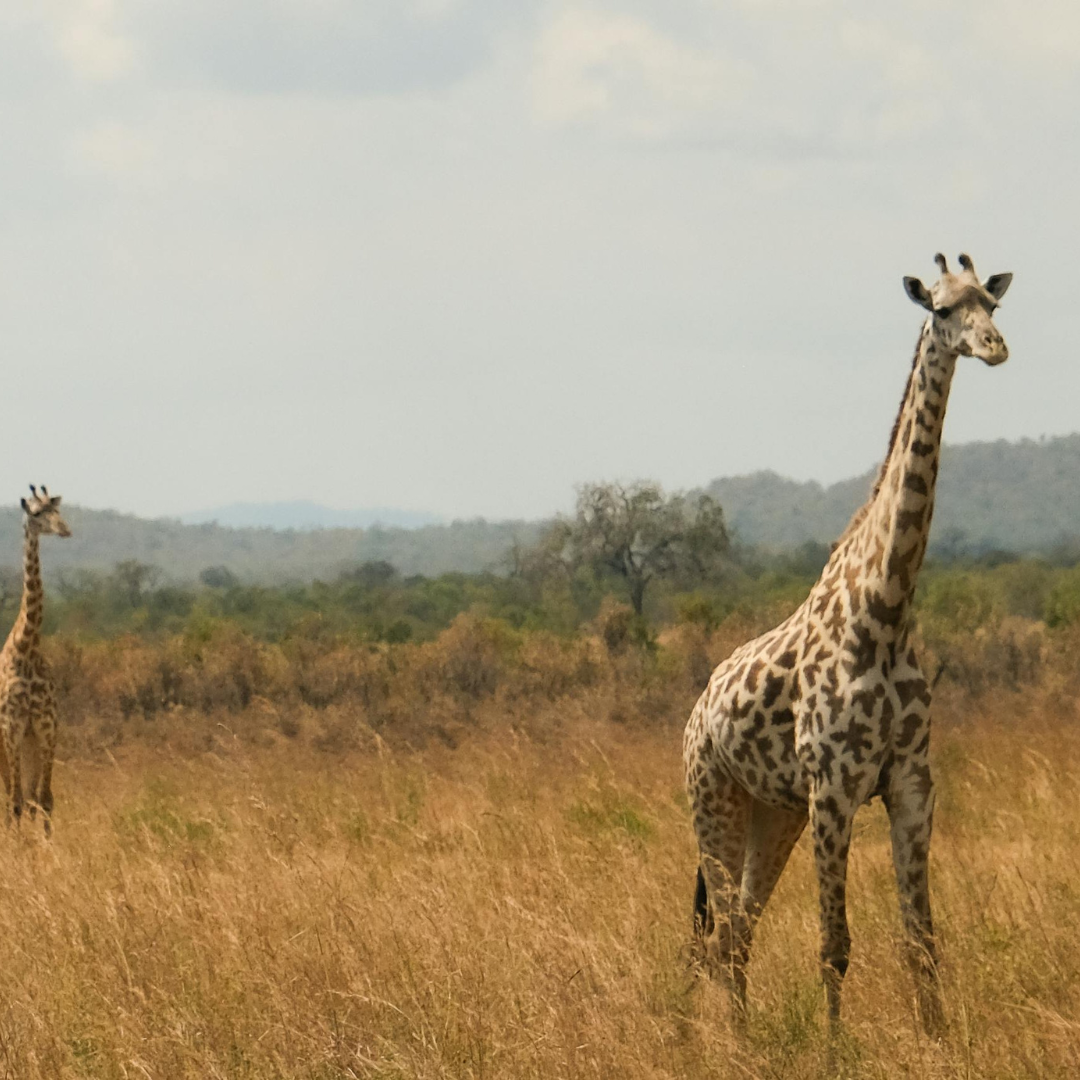 Iringa, Tanzania #26057*
