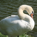 Stratford - St. Mary's, Canada #26114*