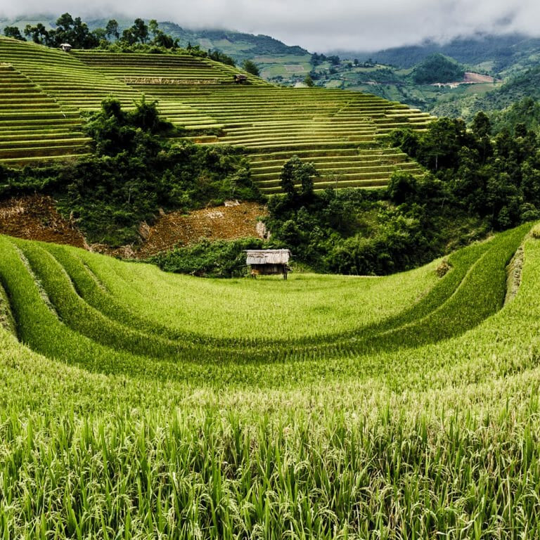 Javanese Culture Festival #26016*