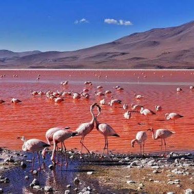 Natural Wonders of Bolivia & Peru #27102*