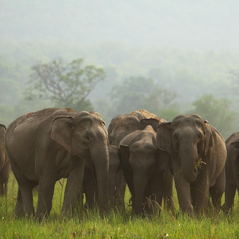 A Journey Through Northern India’s Historical, Cultural, Spiritual and Wilderness Wonders*